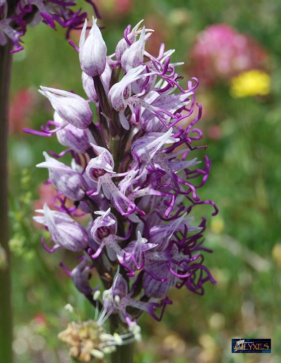 orchis  simia.JPG